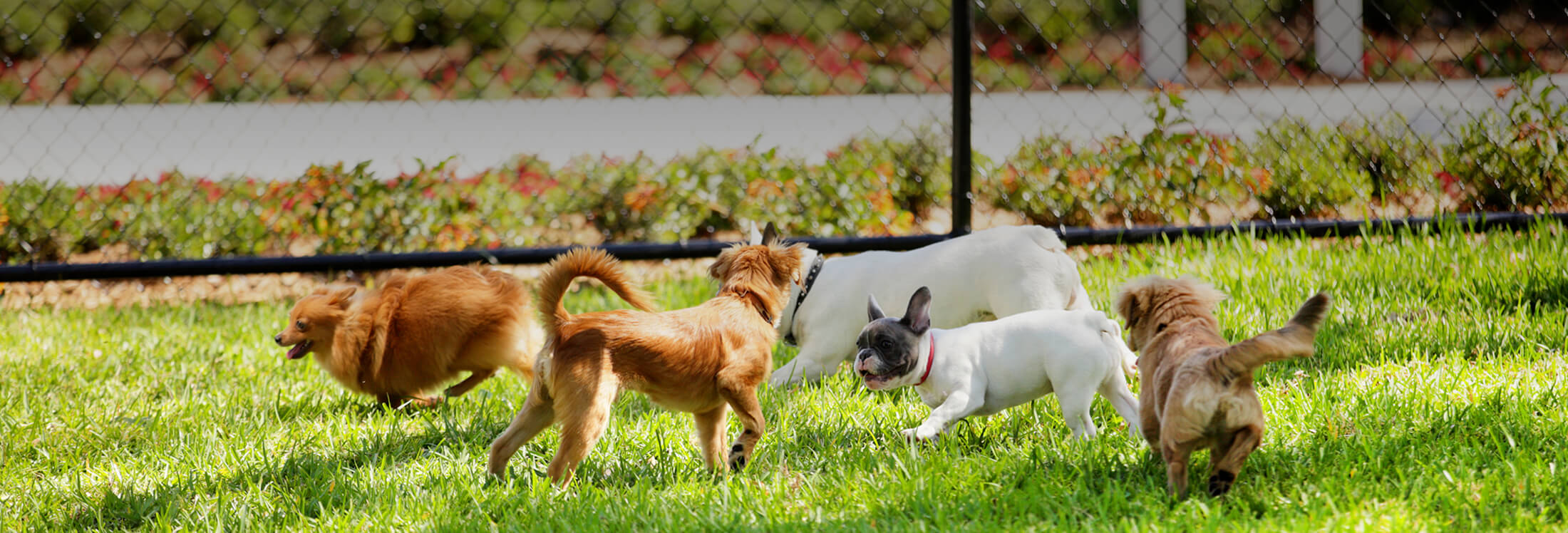 Pets Page Image